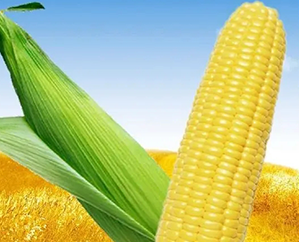 優質玉米