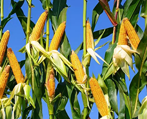 旱氣候推漲玉米豆粕價格 養殖企業面臨更大經營壓力